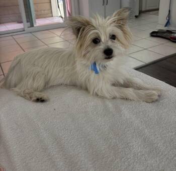 Angel -  Yorkshire Terrier and West Highland White Terrier Westie Dog for Adoption in Orange, California - Angel | PetCurious