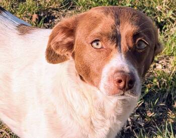 Beagle and Border Collie Dogs Available for Adoption - Trixie - Fostered In SE Nebraska | PetCurious