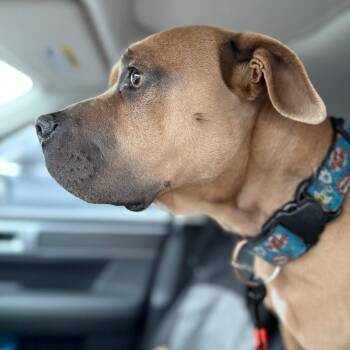 American Bulldog and Pit Bull Terrier Dogs Available for Adoption in Bellingham, Washington - Mister | PetCurious
