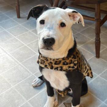 Dolly -  Mixed Breed Dog for Adoption in Asheville, North Carolina - Dolly | PetCurious