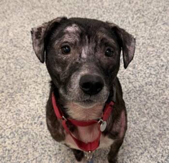 Pit Bull Terrier Dogs Available for Adoption - Jelly Bean | PetCurious