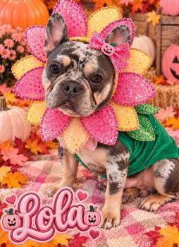 Lola -  French Bulldog Dog for Adoption in Ashville, Ohio - Lola | PetCurious