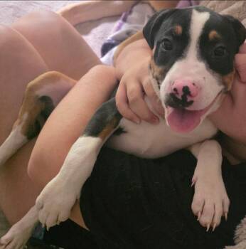 Lini -  American Staffordshire Terrier and Hound Dog for Adoption in Colonial Heights, Virginia - Lini | PetCurious