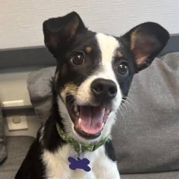 Hopper -  Mixed Breed Dog for Adoption in Lansing, Michigan - Hopper | PetCurious