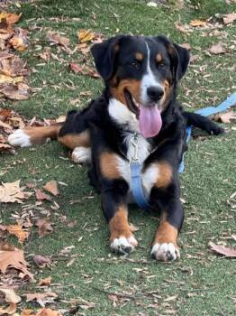 Rescue Bernese Mountain Dog and Mixed Breed Dogs for Adoption in West Chester, Pennsylvania - Mike FKA Wolfie | PetCurious