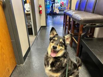 MEENA -  Australian Kelpie and Mixed Breed Dog for Adoption in Colorado Springs, Colorado - MEENA | PetCurious