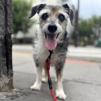 Rescue Terrier Dogs for Adoption - Walter | PetCurious
