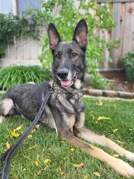 Rescue German Shepherd Dog Dogs for Adoption in Pleasant Hill, California - Pierre | PetCurious