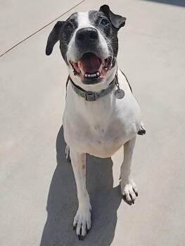 Cheese -  Great Dane Dog for Adoption in Peru, Illinois - Cheese | PetCurious