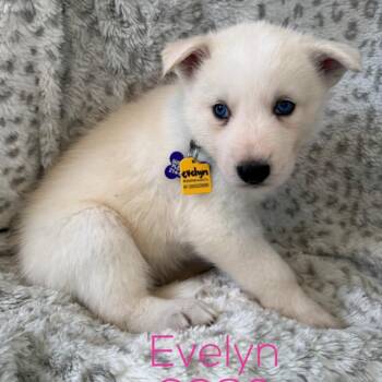 Evelyn -  Husky and Cattle Dog Dog for Adoption in Tacoma, Washington - Evelyn | PetCurious
