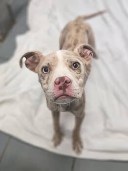 Doralee -  Mixed Breed Dog for Adoption in Nashville, Tennessee - Doralee | PetCurious
