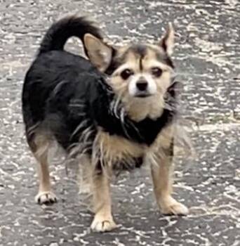 Chihuahua and Yorkshire Terrier Dogs Available for Adoption in Milwaukee, Wisconsin - Lola *Courtesy Cupid* | PetCurious