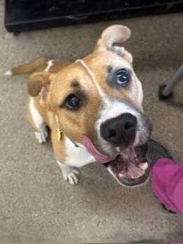 Finn -  Pit Bull Terrier Dog for Adoption in Cleveland, Ohio - Finn | PetCurious