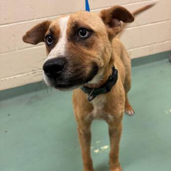 Ronda -  Mixed Breed Dog for Adoption in Memphis, Tennessee - Ronda | PetCurious