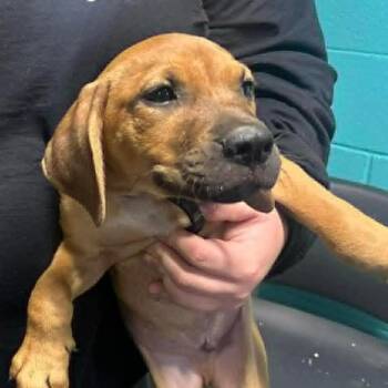 Redbone Coonhound Dogs Available for Adoption in Fairmont, West Virginia - Barnaby | PetCurious