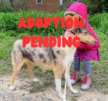 Rescue Smooth Collie Dogs for Adoption in Elyria, Ohio - Luna | PetCurious