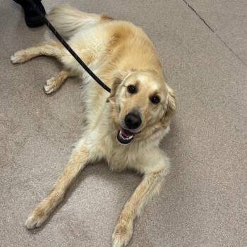 Golden Retriever Dogs Available for Adoption - Luke | PetCurious