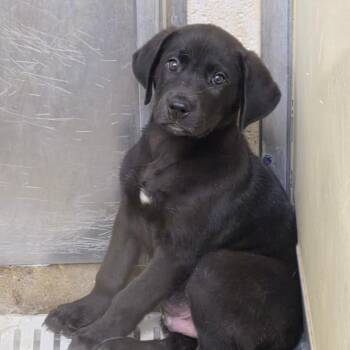Eggo Waffle -  Labrador Retriever and Mixed Breed Dog for Adoption in Cleveland, Mississippi - Eggo Waffle | PetCurious