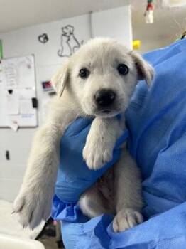 Mixed Breed Dogs Available for Adoption in Fort Worth, Texas - Quill | PetCurious