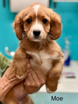 Cocker Spaniel and Cavalier King Charles Spaniel Dogs Available for Adoption in Brunswick, Maine - Moe | PetCurious