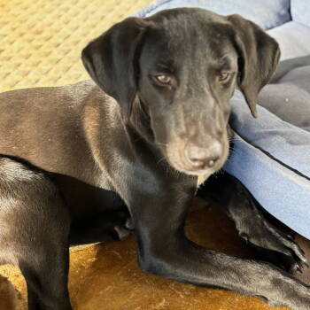 Rescue Labrador Retriever Dogs for Adoption in Sterling, Massachusetts - Axel 5 Months ( Avail 11/26) | PetCurious