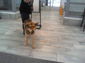 German Shepherd Dog Dogs Available for Adoption in Charlotte, North Carolina - A1263131 | PetCurious