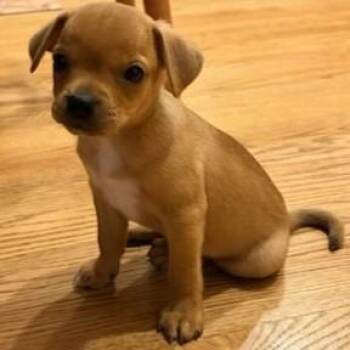 Chihuahua and Mixed Breed Dogs Available for Adoption in Elk Grove Village, Illinois - Tazer | PetCurious