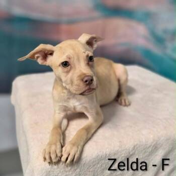 Zelda -  Pit Bull Terrier and Mixed Breed Dog for Adoption in Griswold, Connecticut - Zelda | PetCurious