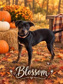 Blossom -  Mixed Breed Dog for Adoption in Walker, Louisiana - Blossom | PetCurious