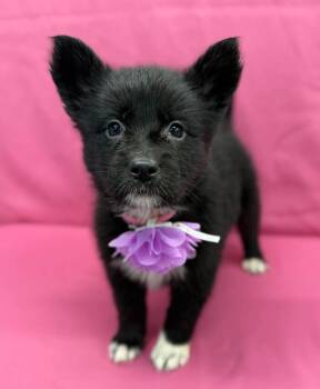 Sprinkles -  Husky and German Shepherd Dog Dog for Adoption in Sedalia, Colorado - Sprinkles | PetCurious
