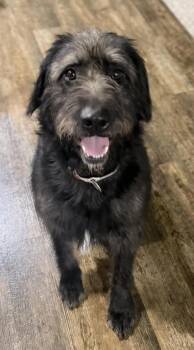 Lucy -  Labradoodle and German Shepherd Dog Dog for Adoption in Vancouver, Washington - Lucy | PetCurious