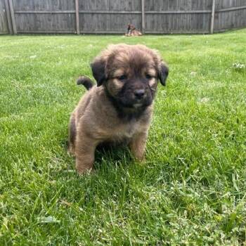 Shepherd and Mixed Breed Dogs Available for Adoption in Dayton, Ohio - Magnolia | PetCurious