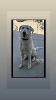 Remy -  White German Shepherd Dog for Adoption in Oriskany, New York - Remy | PetCurious