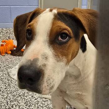 Rescue Coonhound and Beagle Dogs for Adoption in Madisonville, Tennessee - Dale | PetCurious