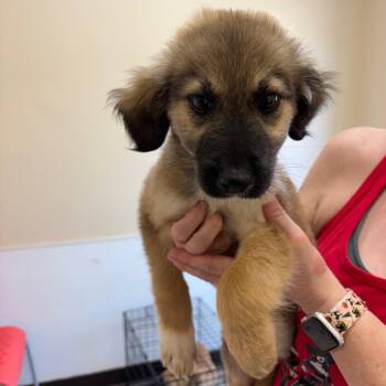 Rescue Australian Shepherd and Mixed Breed Dogs for Adoption in Cumming, Georgia - Oracle 21781 | PetCurious