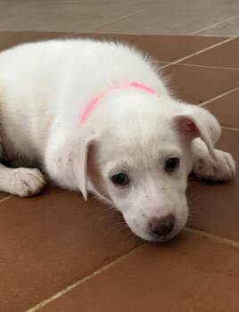 Savannah -  Great Pyrenees Dog for Adoption in Plano, Texas - Savannah | PetCurious