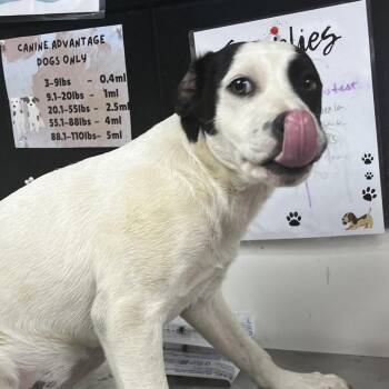 Terrier Dogs Available for Adoption in Birmingham, Alabama - Snoopy | PetCurious