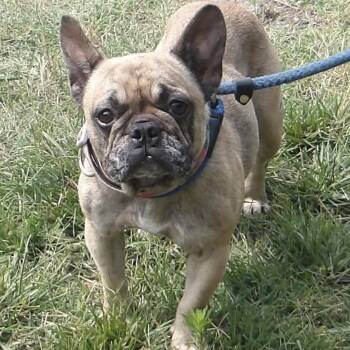 Formage -  French Bulldog Dog for Adoption in Gloucester, Virginia - Formage | PetCurious