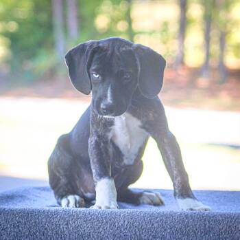 Rescue Mixed Breed Dogs for Adoption in Groveland, Massachusetts - Dress | PetCurious