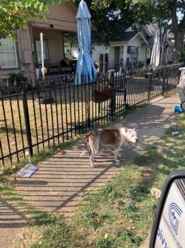 NILA -  Pit Bull Terrier Dog for Adoption in Dallas, Texas - NILA | PetCurious