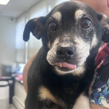 Chihuahua Dogs Available for Adoption in West Chester, Pennsylvania - Monty | PetCurious