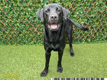 Rescue Mixed Breed Dogs for Adoption in West Palm Beach, Florida - FRITO | PetCurious