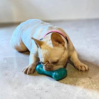 Bella -  French Bulldog Dog for Adoption - Bella | PetCurious