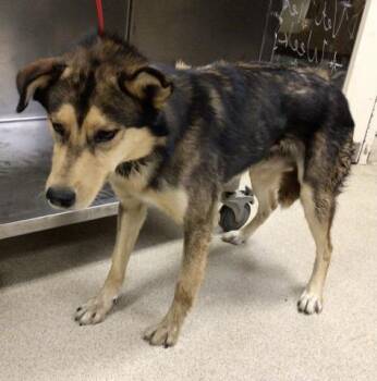 Rescue German Shepherd Dog Dogs for Adoption in Riverside, California - RAFAEL | PetCurious