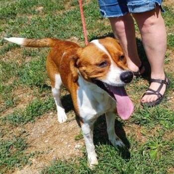 Beagle Dogs Available for Adoption - Hauss | PetCurious