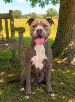 Dozer -  Pit Bull Terrier Dog for Adoption in Georgetown, Ohio - Dozer | PetCurious
