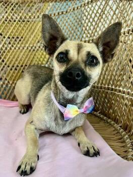 Ginger -  Chihuahua Dog for Adoption in Seattle, Washington - Ginger | PetCurious