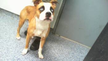 A1270907 -  Boxer and Siberian Husky Dog for Adoption in Charlotte, North Carolina - A1270907 | PetCurious