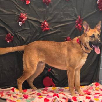 German Shepherd Dog and Dutch Shepherd Dogs Available for Adoption in Council Bluffs, Iowa - Ranger | PetCurious