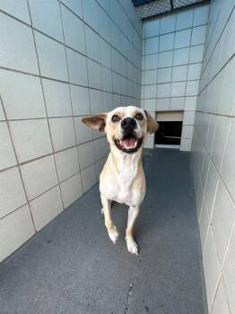 Carolina Dog and Mixed Breed Dogs Available for Adoption in Corpus Christi, Texas - THOMAS | PetCurious